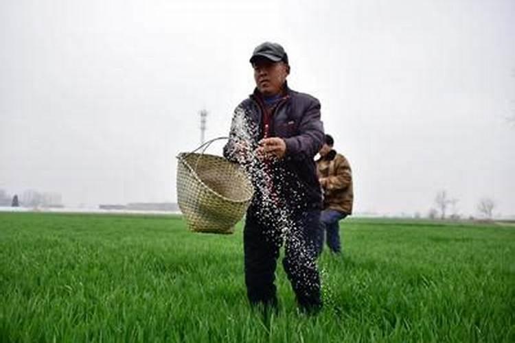 叶面肥多久被植物吸收