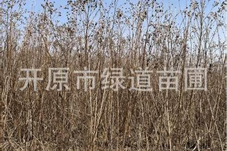 绿化树木施什么肥好