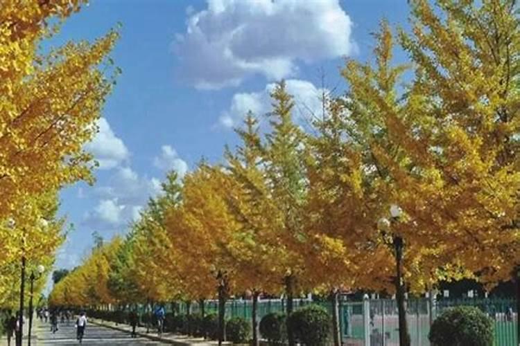 树苗上肥用什么肥料