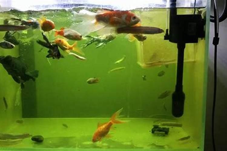 鱼蛋白肥料质量差别都很大,怎样挑选质量好的鱼蛋白肥料？