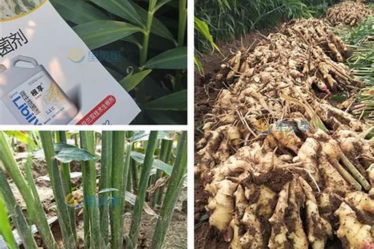 大姜种植的时候,怎么样施肥对大姜生长有利？