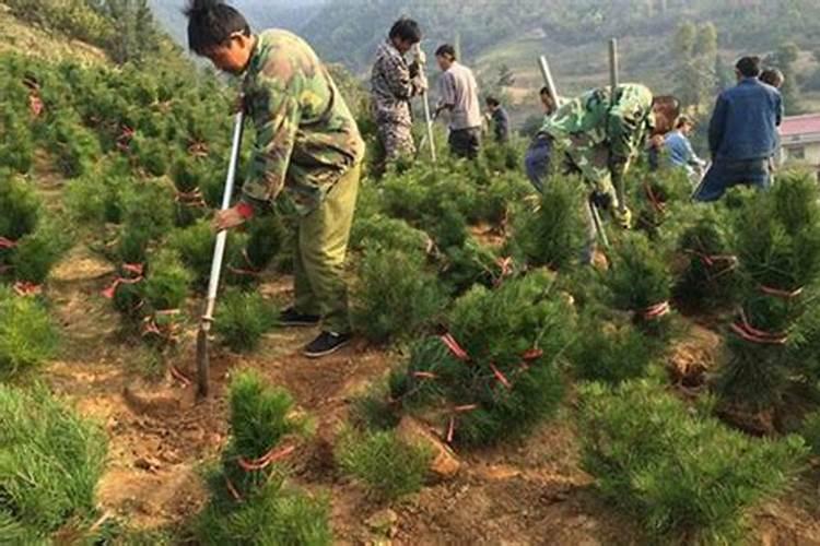 树苗施什么肥料什么时间施肥最好