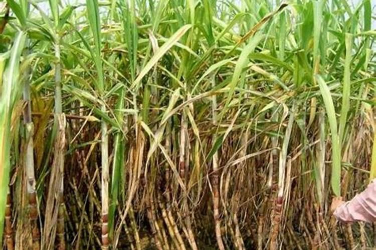 白兰花用什么肥料