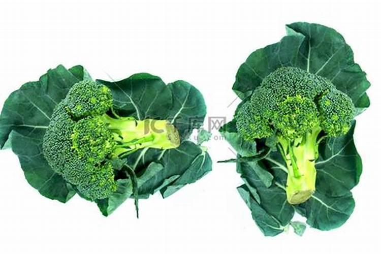 西兰花追肥用什么肥料好