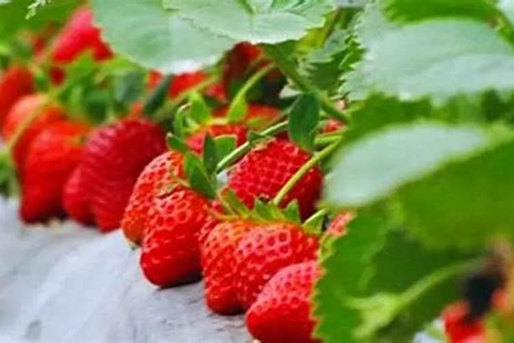草莓施肥用什么肥料好