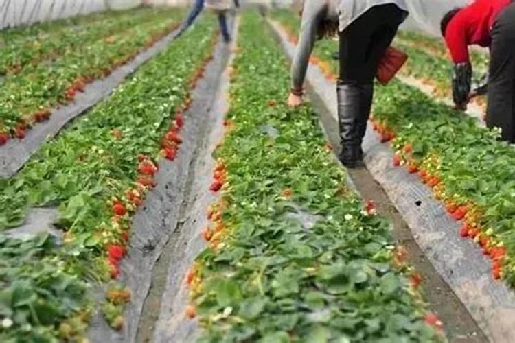 草莓施肥用什么肥料好