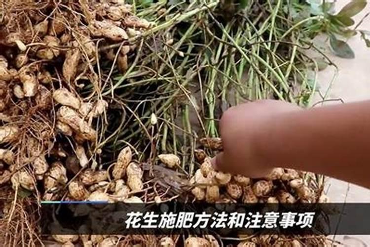 花生施什么肥才能高产 什么时候施肥好