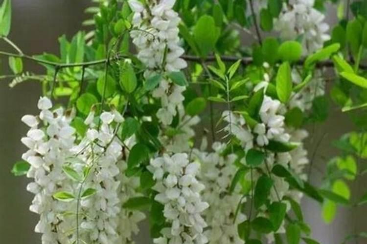 槐树如何施肥