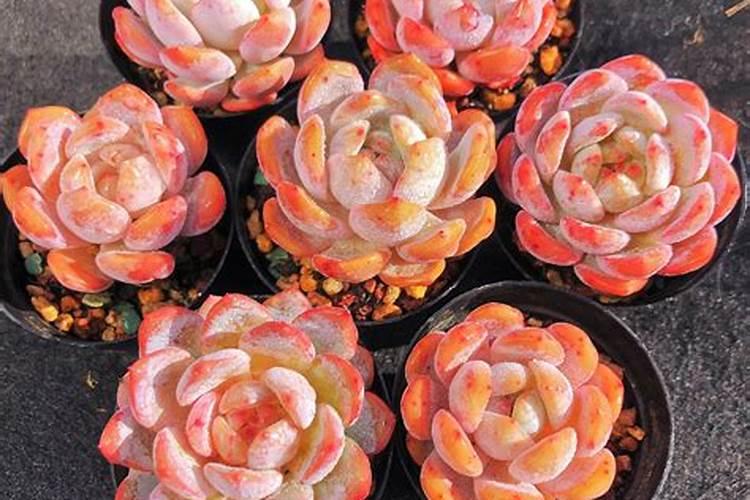 橙梦露多肉怎么养