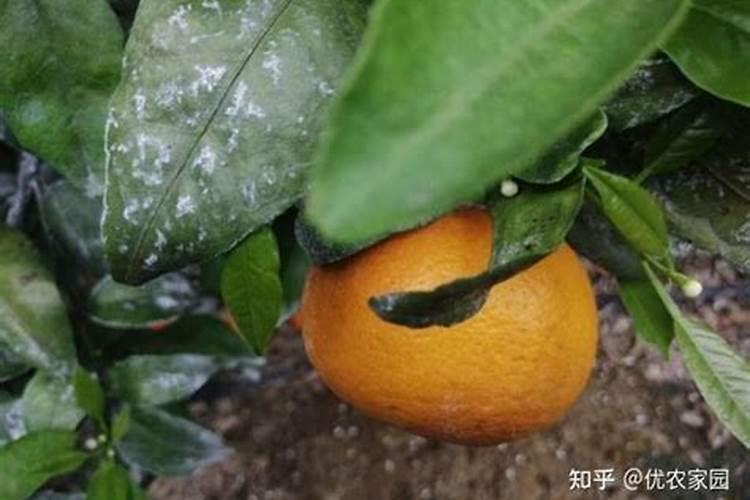 沃柑用什么肥料最好