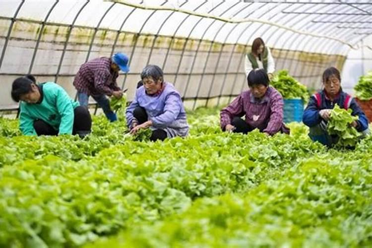 蔬菜该怎么施用氮肥效果才会最好