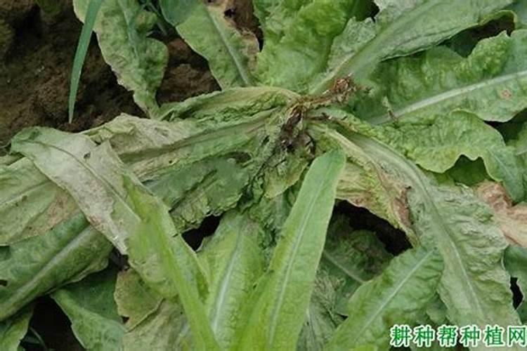 魔芋软腐病用什么药最好