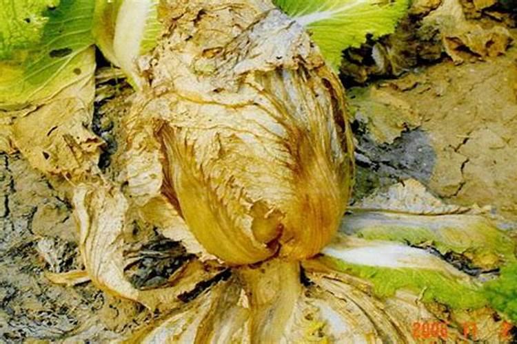 魔芋软腐病用什么药最好