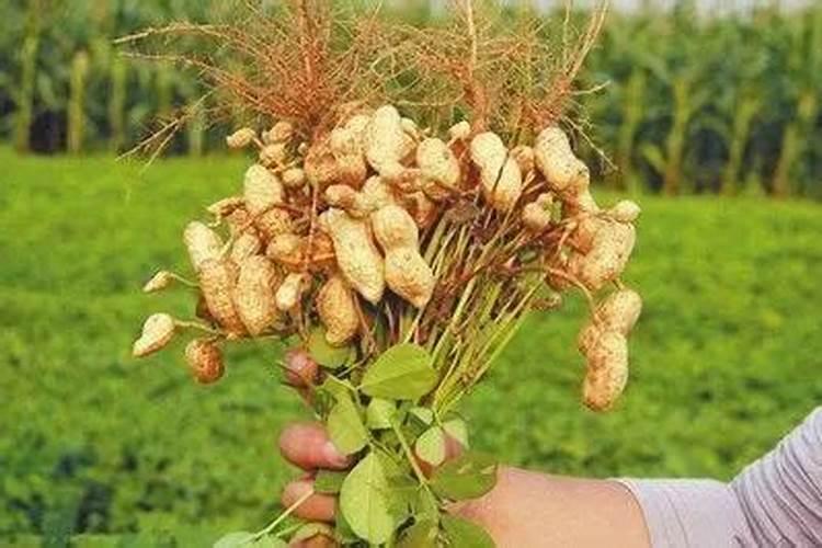 怎么施肥 种花生用什么肥料最好