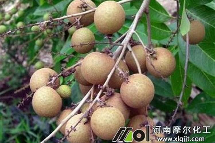 氮肥的读音