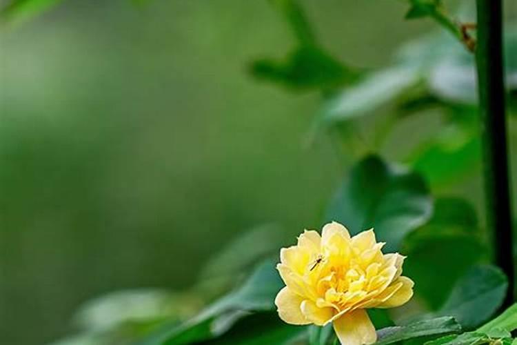 木香花的种植养护方法(木香花扦插时间和方法)
