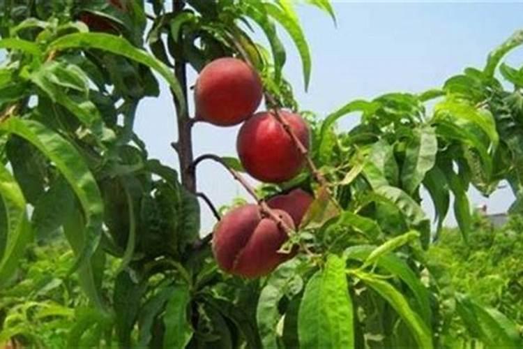 钾肥是种重要的肥料,在春耕时该怎么施用钾肥？