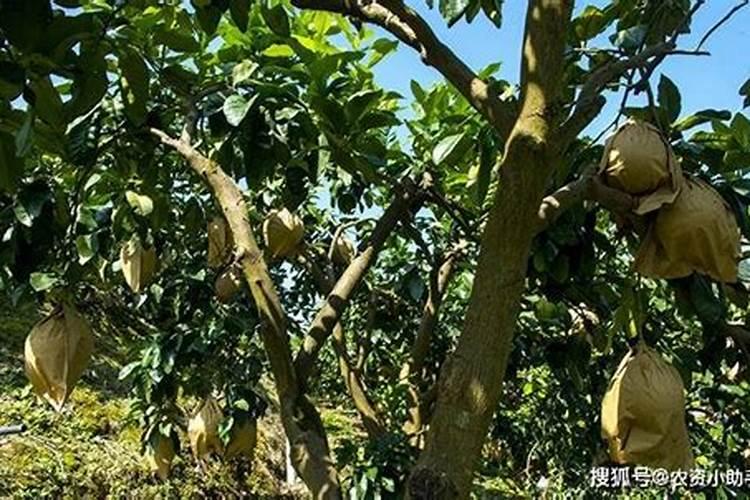 水溶肥用硝酸钾还是硫酸钾好