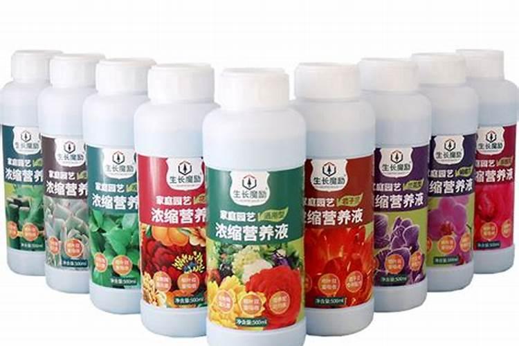 芙蓉花应该用什么肥