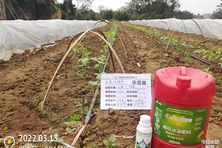 月季花施肥施什么肥料