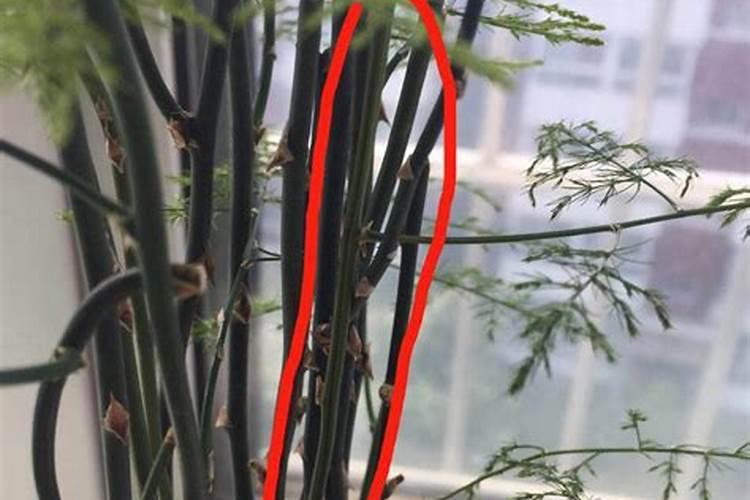 钾肥是什么肥料 植物缺少钾肥会怎么样