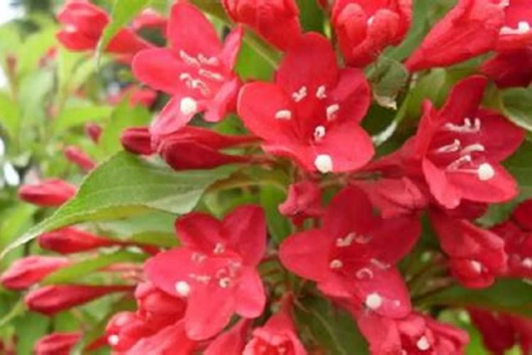 无花果用什么肥料