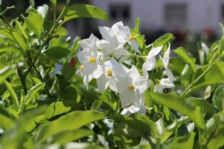 茉莉花多久施一次肥