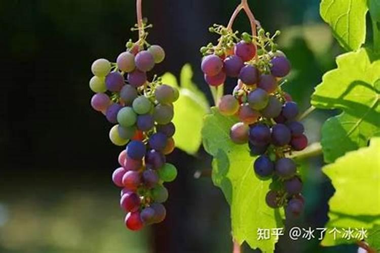 葡萄快成熟时裂果怎么办