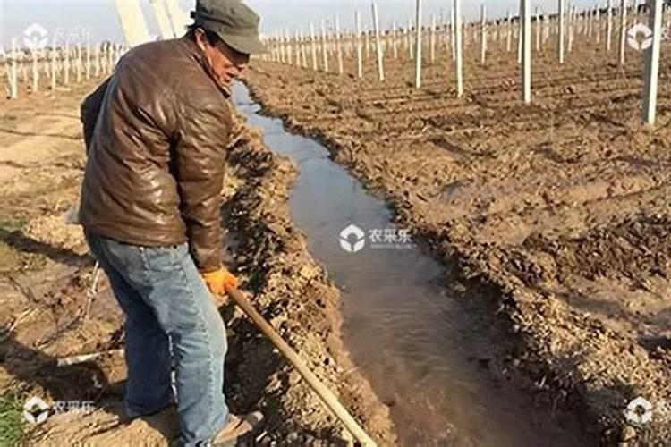 红地球葡萄温室促早栽培方法