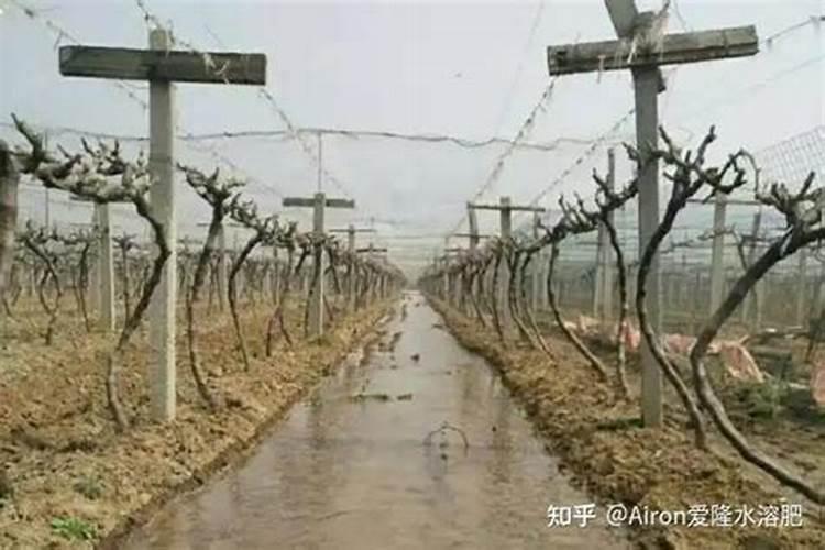 葡萄的越冬管理