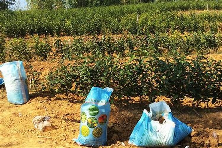 油茶树如何进行种植栽培管理？