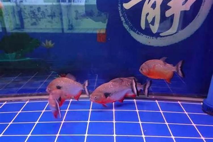 鱼塘里可以撒化肥喂鱼吗？撒什么化肥？计量是多少？？