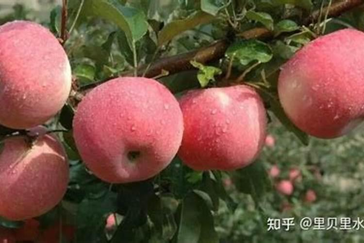苹果树用什么肥料好