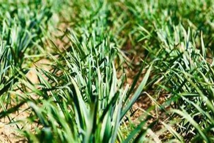大棚食用菌种植方法 需要注意这几点