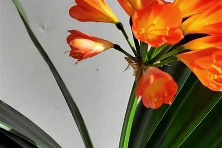 自制君子兰肥料