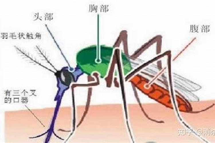 冬天可以给绿植施肥吗