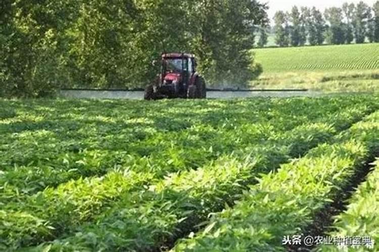 田植养482的种植效果怎么样？