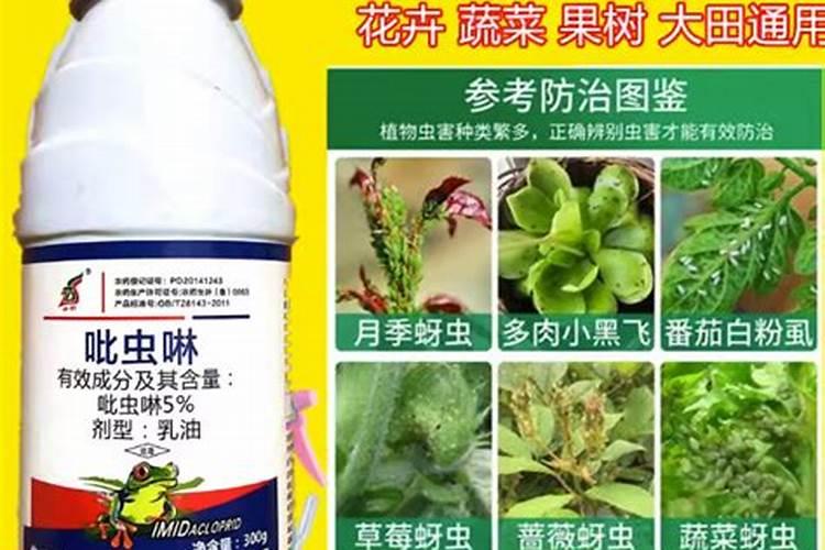 生根壮根的肥料有哪些