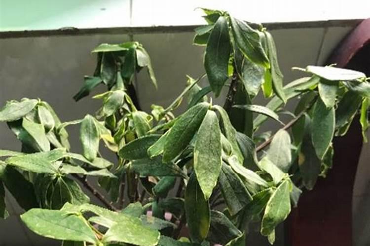 花上完肥料后叶子软了(花施肥后叶子枯萎了怎么办)