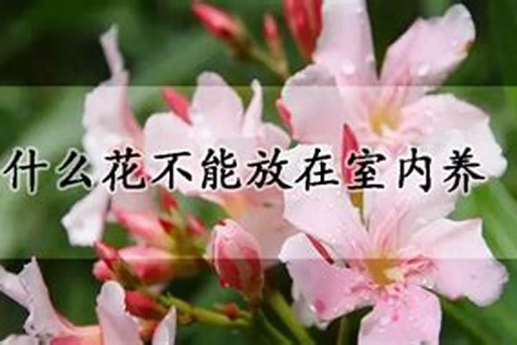 三角梅最忌三种肥料