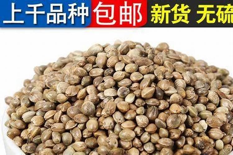 请教养兰高手用做君子兰肥料的(麻子)是蓖麻子吗
