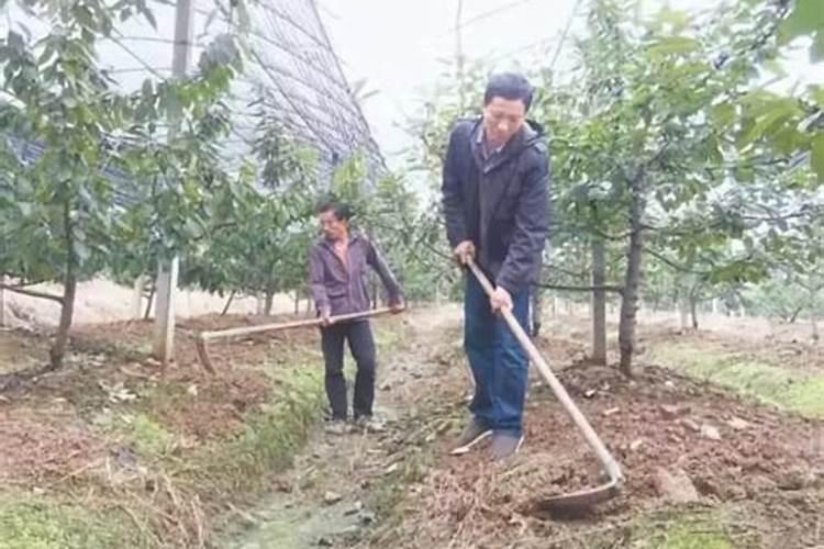 玉米施什么肥好