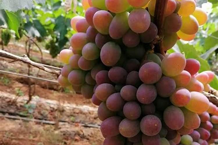 种植葡萄什么时候施肥合适 葡萄种植什么时候施肥合适