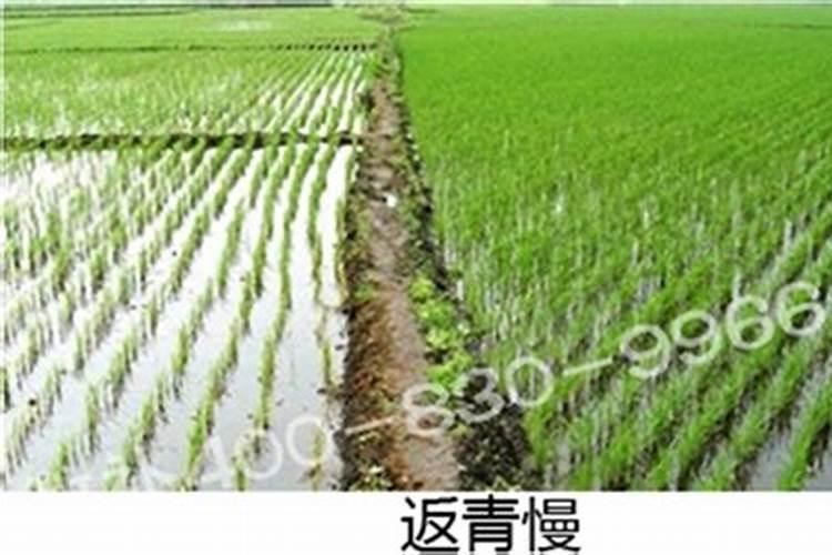 赤霉酸和芸苔素混用
