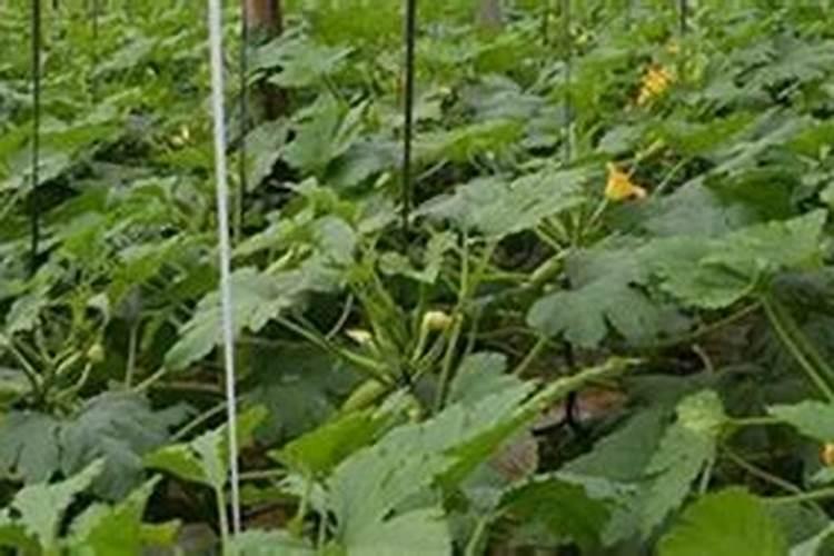 西葫芦底肥用什么肥料