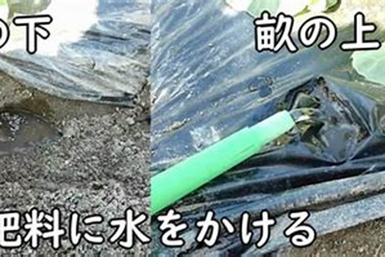 葡萄苗用水冲施肥容易死吗