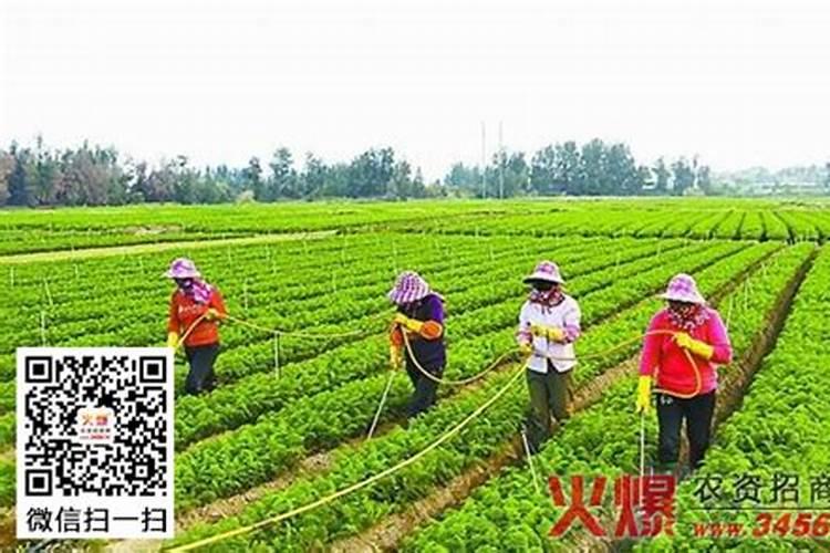 玉米追肥用硫酸铵可以吗