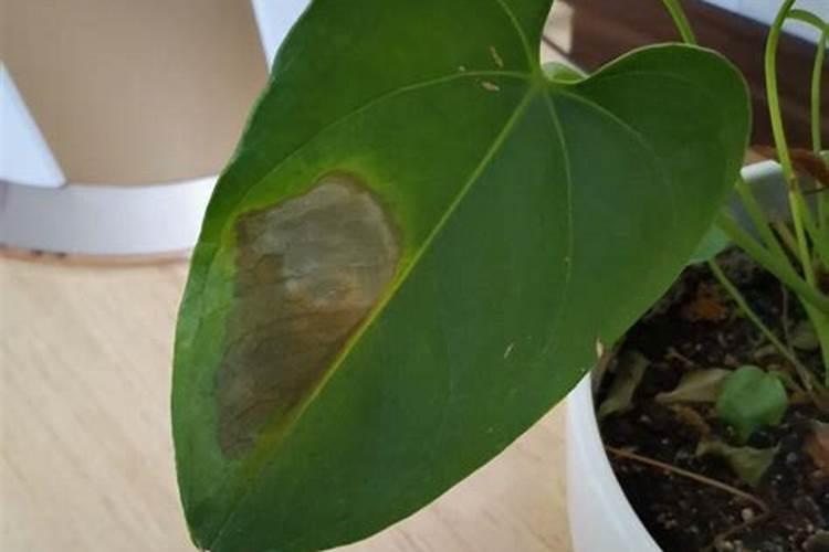 水晶花烛的水培方法是什么