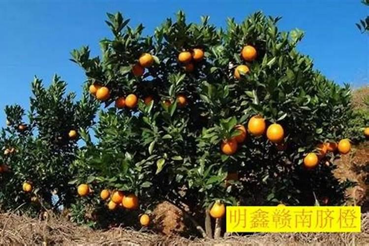 脐橙冬肥施什么肥好 施肥方法及技巧