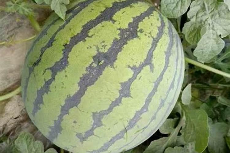 西瓜增甜最简单方法